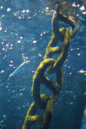 Seaweed filled chain at the bottom of the seaの写真素材