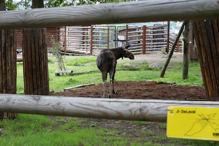 Skansen: the first of Sweden's open-air museums and zoosのeditorial素材