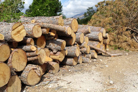 Piles of chopped wood in the woodsの写真素材