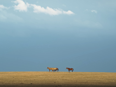 Horses in the steppe. A small herd of horses in a field.の写真素材