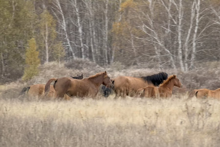 The herd of horses in autumn on pasture, grazing horses.
