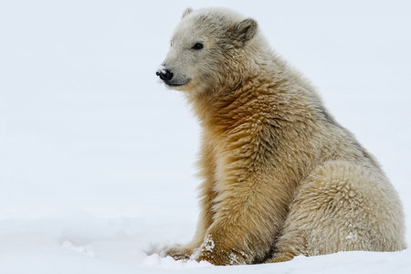 Polar bear, northern arctic predator. Polar bear in natural habitat.