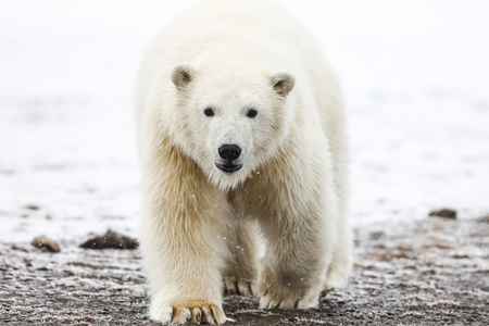 Polar bear, northern arctic predator. Polar bear in natural habitat.の写真素材