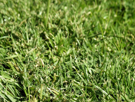 Green Grass Up Close