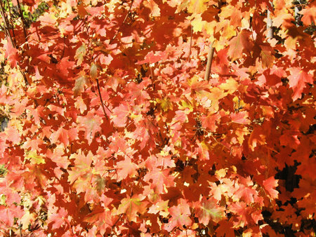 Orange & Red Fall Leaves