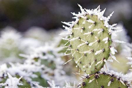 Snow on Prickly Pear Cactusの写真素材