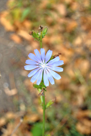 flowerの写真素材