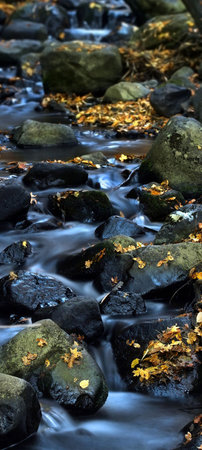This is a creek in the autumn forest.の写真素材