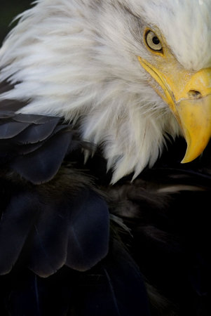 Yes, this is THAT eagle: the famous american national symbol.
