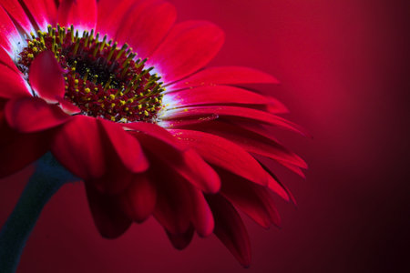 Colorful closeup shot of a single flower, dominated by red.の写真素材