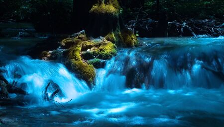 A running creek and a moss-grown tree.の写真素材