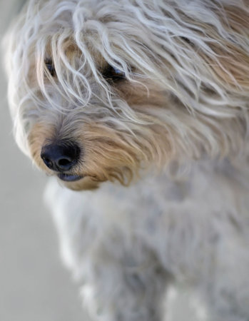It is a cute young white dog.  The image is very soft, the DOF is shallow, focused on the eyes and the noise.の写真素材