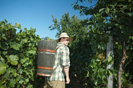 Vintager wearing butt full of grapes during the vintage.の写真素材