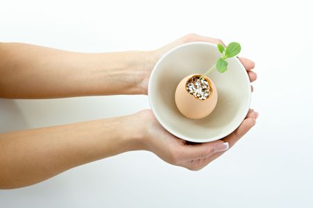 Closeup of female hands holding sprouting young plant in a bowl.の写真素材