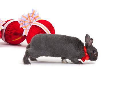 Easter bunny and Easter eggs isolated on white background.の写真素材