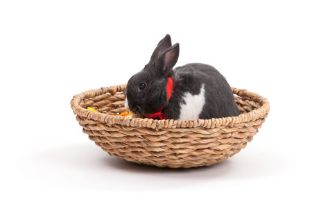 Easter bunny in basket isolated on white background.の写真素材