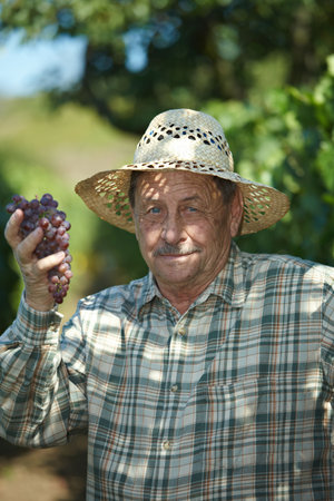 Senior vintner in french straw examining the grapes during the vintage.