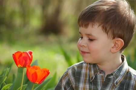 Four years old little boy looking at red tulip flower in spring garden.の写真素材