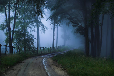 A foggy, mystical forest.