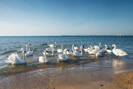 Swans swimming on the seaの写真素材