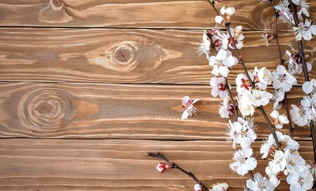 Flowering branch of apricot on wooden backgroundの写真素材