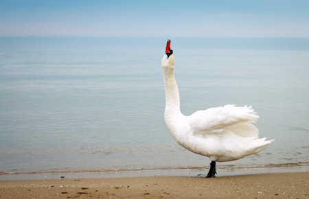 Swan walking along the seashoreの写真素材
