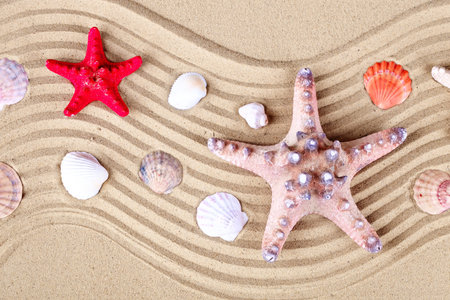 Starfish and shells on the beach.