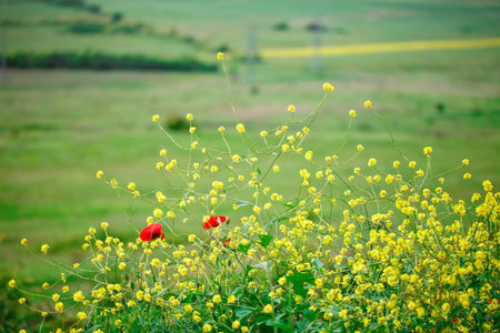 Yellow flowers and red poppies in the field.の写真素材