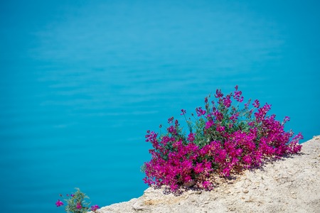 Beautiful flowers against the sea.の写真素材