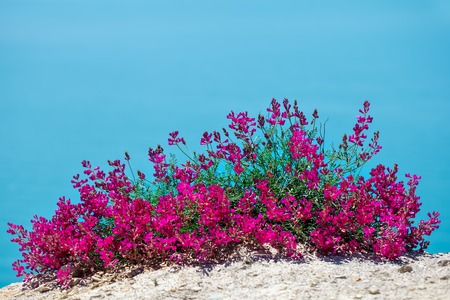 Beautiful flowers against the sea.の写真素材