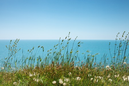 Grass and flowers on a sea background.の写真素材