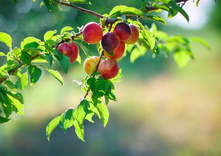 Fresh organic nectarines on the tree. Ripe nectarines.の写真素材