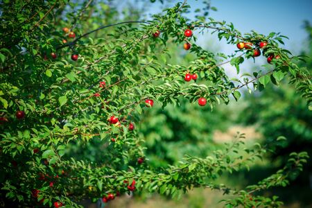 Fresh organic nectarines on the tree. Ripe nectarines.の写真素材