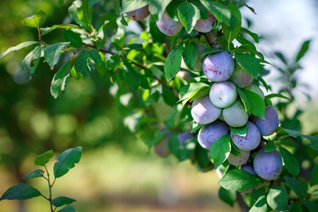 Fresh organic plums on the tree. Ripe plums.の写真素材