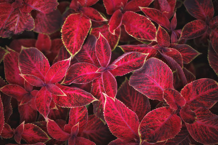 The creative background of leaves.の写真素材