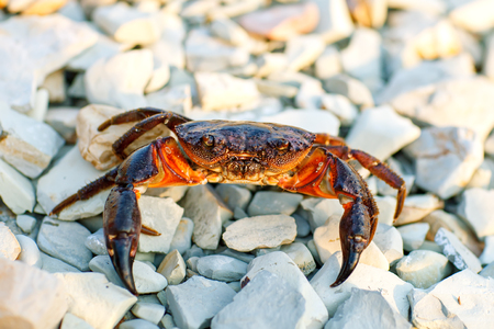 Sea crab on the rocky shore of the sea.の写真素材