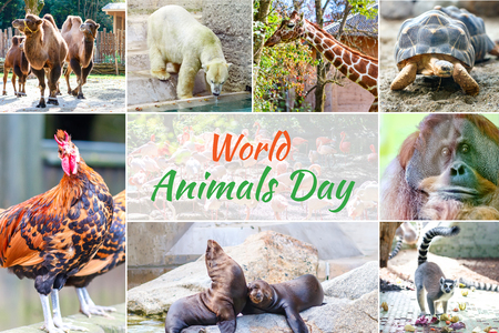 World Animal Day. Collage with different animals.の写真素材