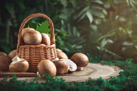 Brown mushrooms in a basket on a tree stump.の写真素材