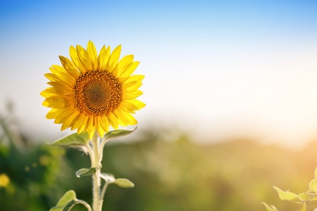 Flowering sunflower. Sunflower in the field.の写真素材