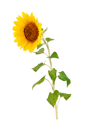 Beautiful sunflower on white background.の写真素材