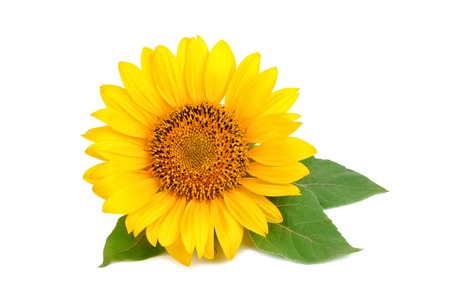 Beautiful sunflower on white background.