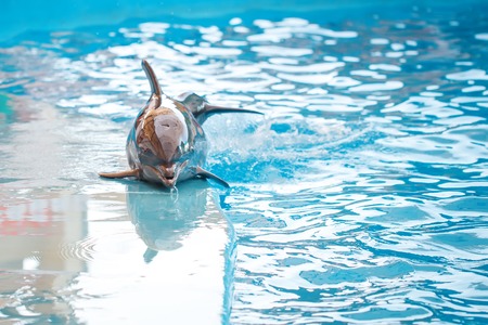 A young Dolphin is smiling and playing in the pool.の写真素材