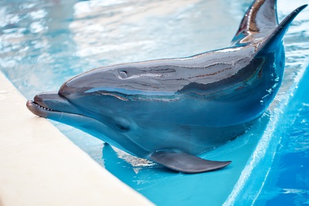 A young Dolphin is smiling and playing in the pool.の写真素材
