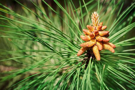 Young branches of a pine.の写真素材
