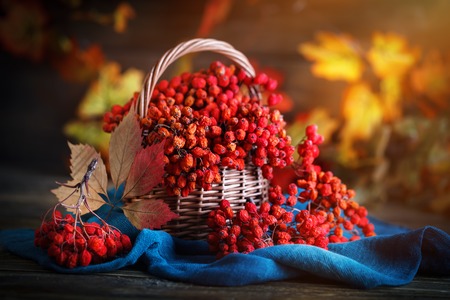 A basket of ash and dry leaves on a wooden table. Autumn still-life.の写真素材