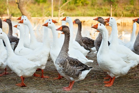 geese on the poultry farm.の写真素材