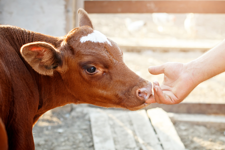 Young calf at an agricultural farm.の写真素材