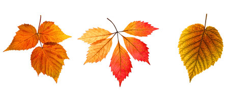 Set of autumn leaves on a white background. An isolated object.