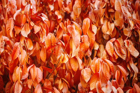 Yellow autumn leaves on the street. Autumn background.の写真素材