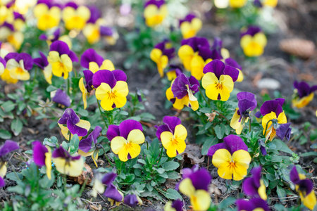 Pansy Flowers vivid spring colors against a lush green background. Macro images. Selective focus.